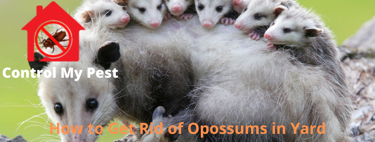 get rid of opossums, opossums control, remove opossums, pest inspection